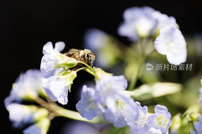 Jacob' sladder Polemonium Flower上的花粉覆盖的蜜蜂